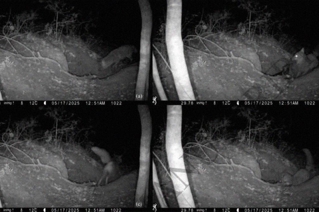 Registro inédito flagra raposa caçando filhote de lobo, veja vídeo