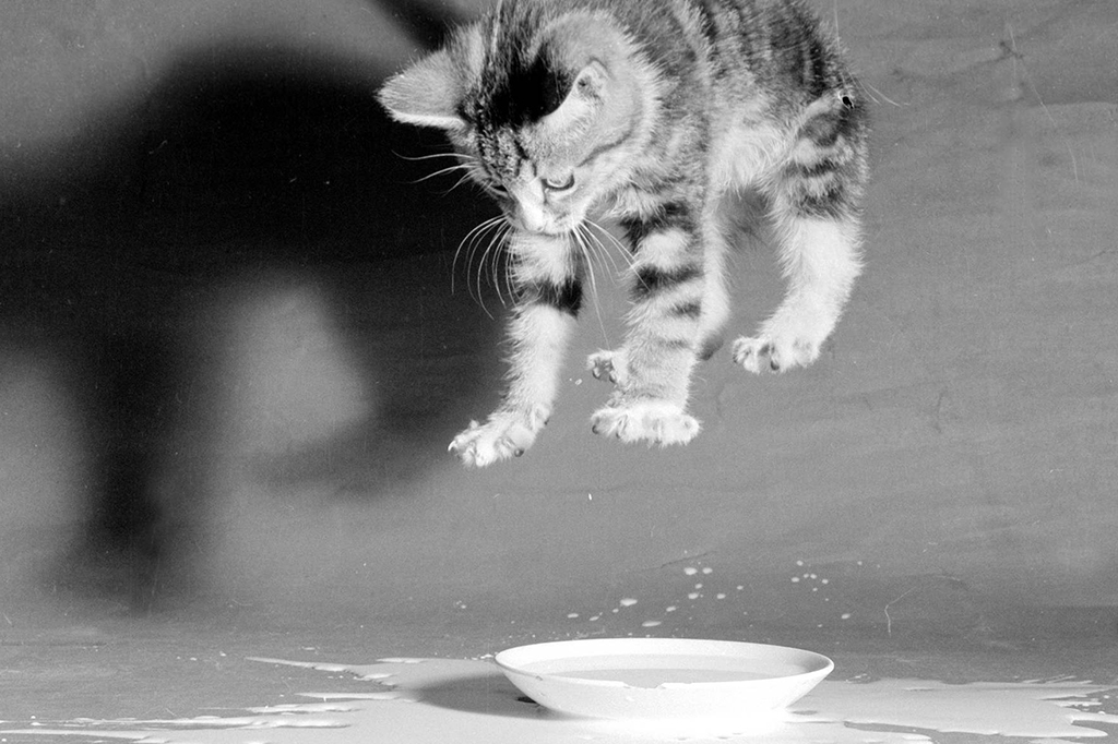 Fotografia de uma gato pulando.