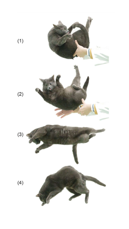 Quatro imagens de um gato caindo em p&eacute;.