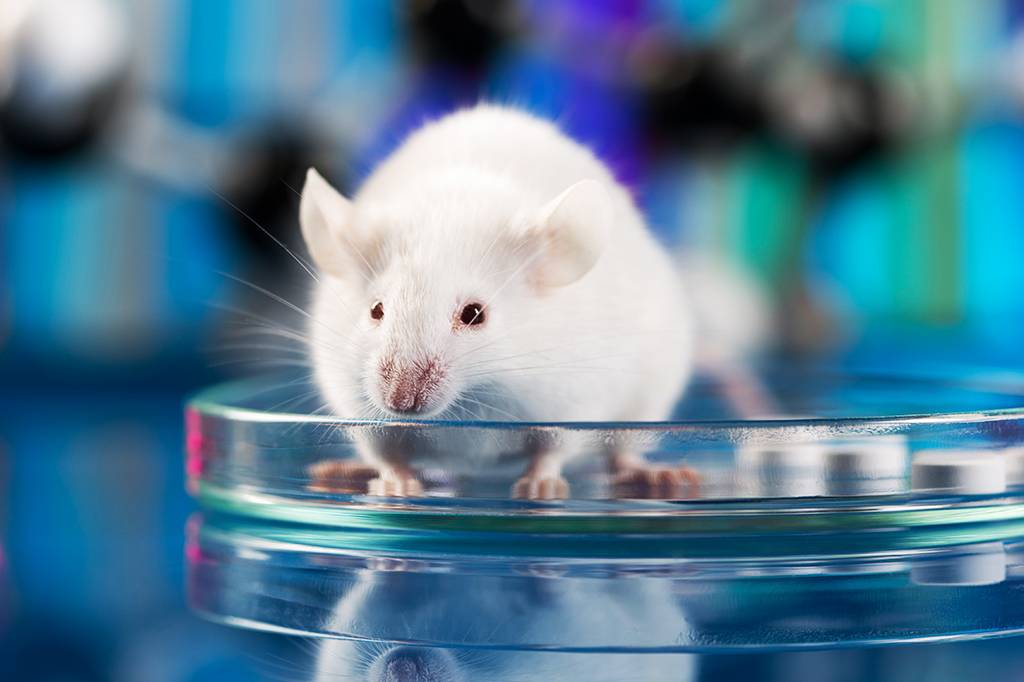 Cientistas “revivem” cérebro congelado de camundongos pela primeira vez