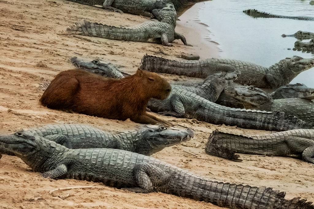Por que jacarés não costumam comer capivaras? Entenda essa relação curiosa