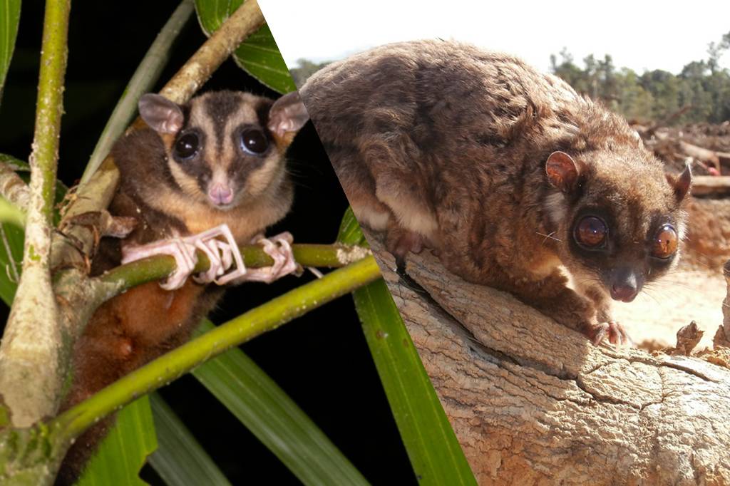 Marsupiais “extintos” há 7 mil anos são encontrados vivos na Nova Guiné