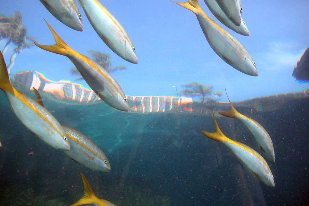 Queda na quantidade de peixes pode afetar a saúde de comunidades pesqueiras do Nordeste