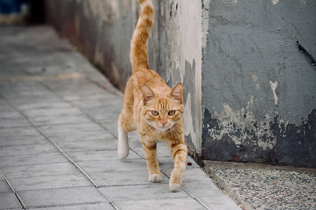 Por que você não deveria deixar seu gato sair de casa, segundo a ciência