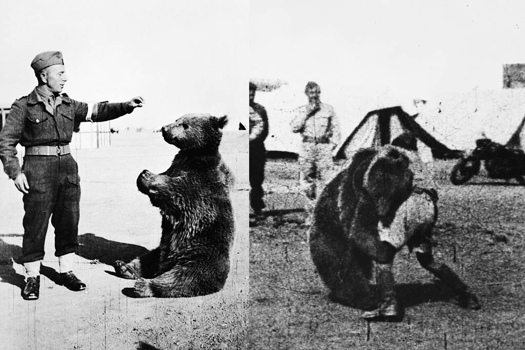 Cigarros, travessuras e artilharia: conheça Wojtek, o urso do exército polonês que serviu na 2ª Guerra