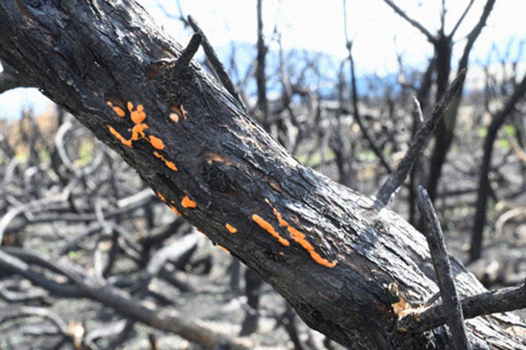 Quando uma floresta pega fogo, esses fungos brotam aos montes; entenda como eles podem ajudar a restaurar ecossistemas