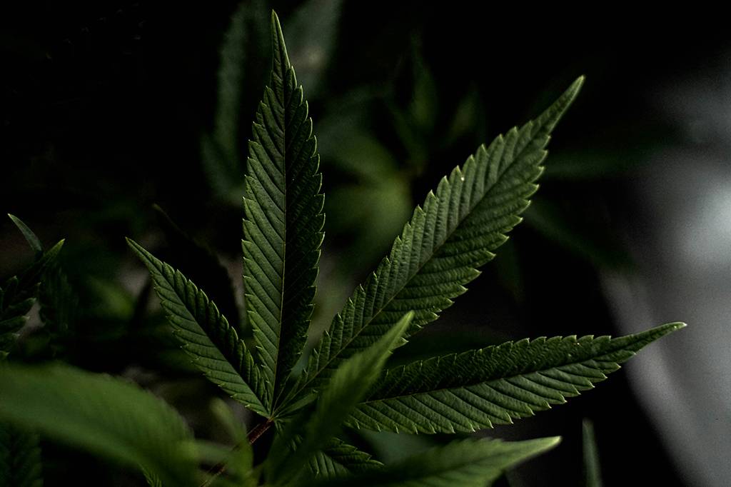 Uso da cannabis medicinal contra depressão e ansiedade carece de evidências, aponta revisão científica