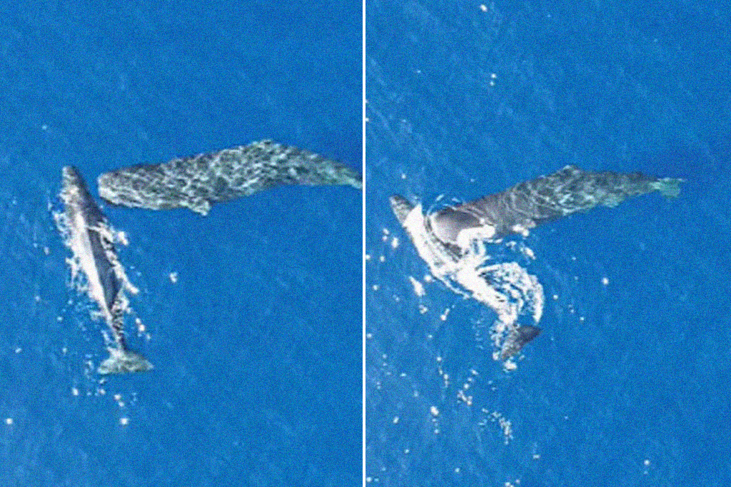 Fotografia de uma baleia cachalote danado uma cabeçada em outra baleia.