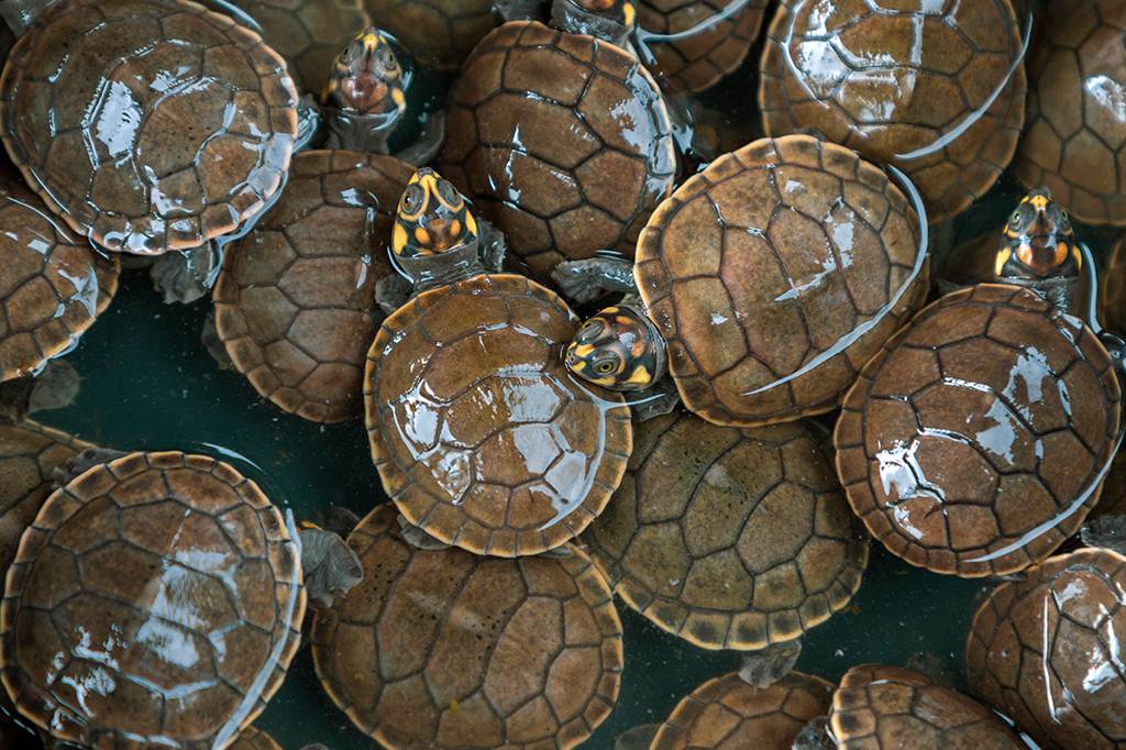 Como os cascos das tartaruga contam a história do oceano