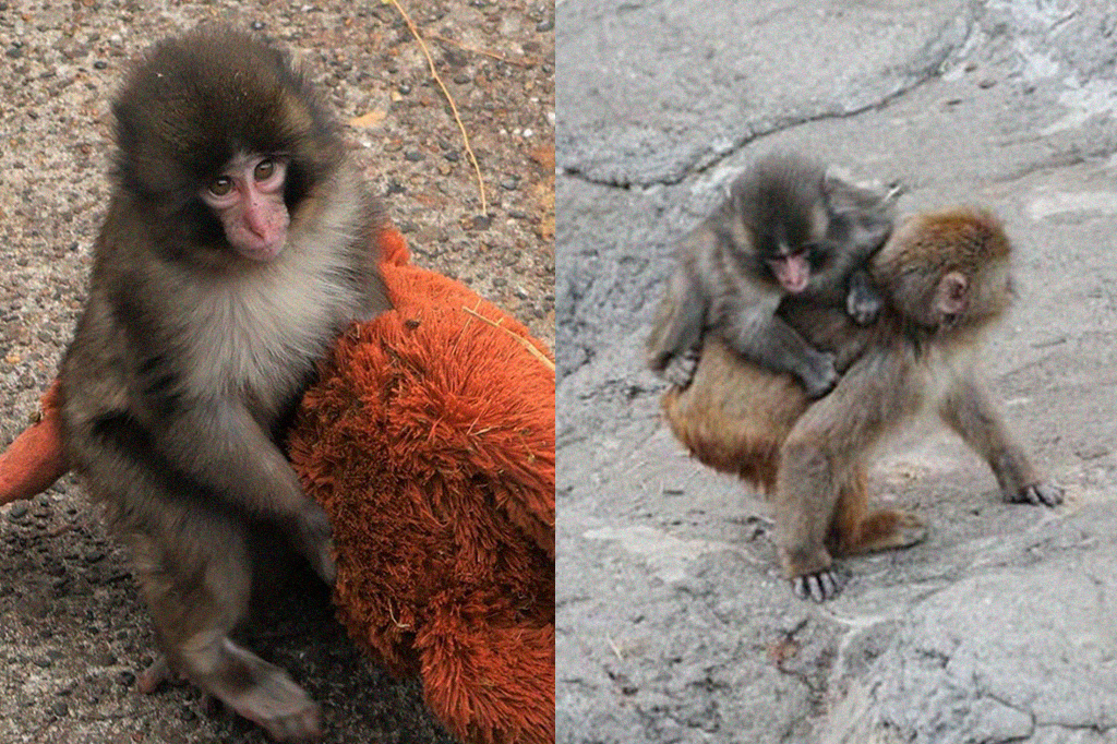 Macaco Punch está deixando a pelúcia de lado e fazendo novos amigos