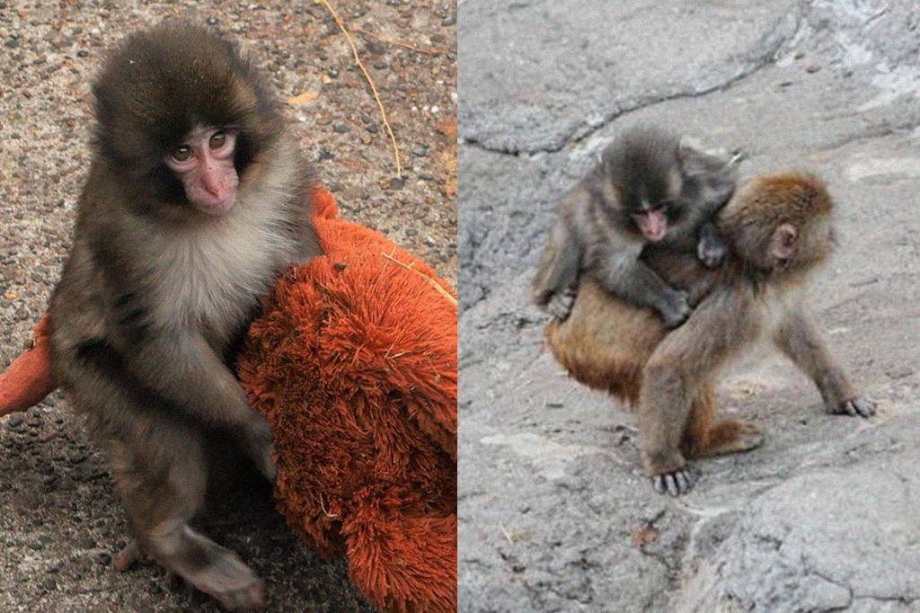 Macaco Punch está deixando a pelúcia de lado e fazendo novos amigos