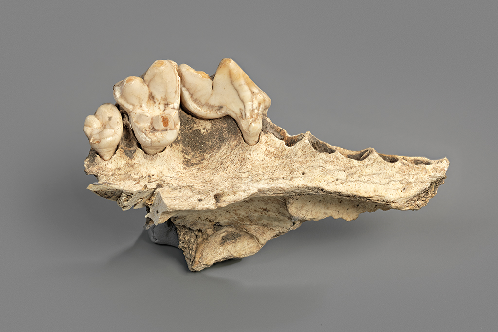 Fotografia do Maxila de um cão domesticado da caverna de Kesslerloch, em Thayngen, Suíça.