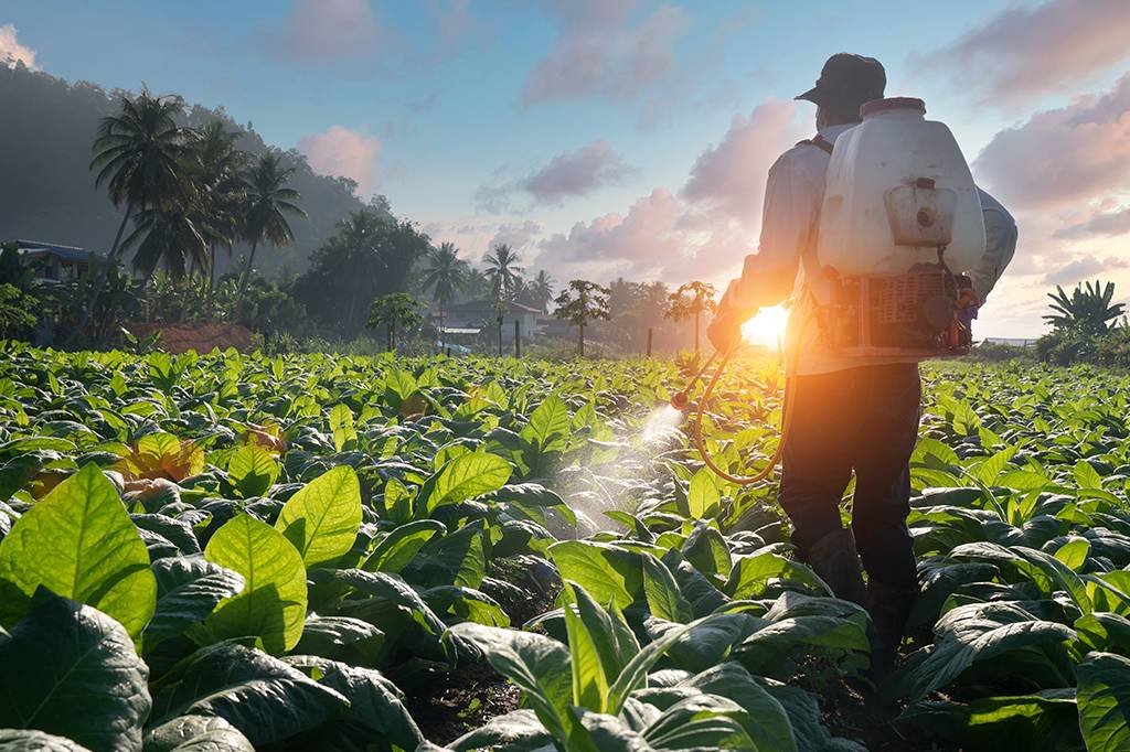 Como nanopartículas feitas com bactérias podem ajudar a agricultura a diminuir os agrotóxicos