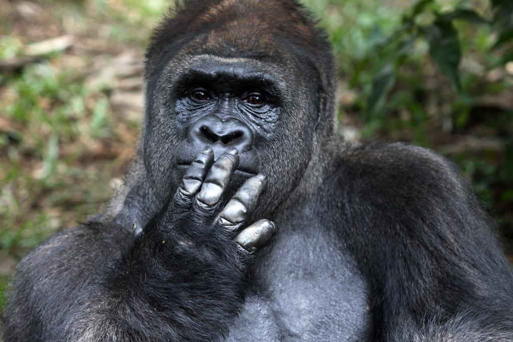 Imagem de um gorila com a mão na boca e semblante pensativo.