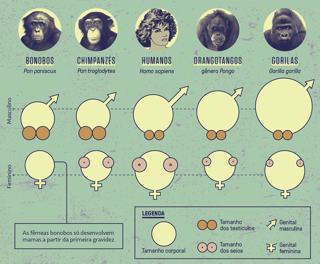 Gr&aacute;fico comparativo dos genitais dos primatas.