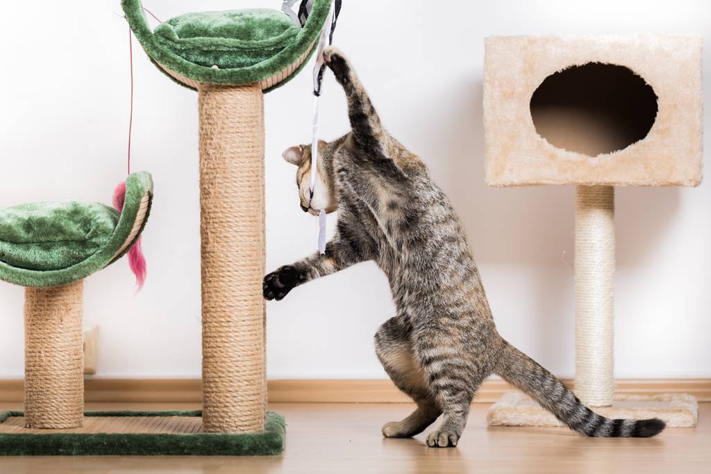 Aprenda quatro formas de enriquecer a casa para o seu pet