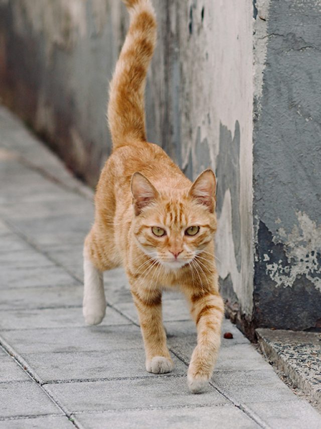 cropped-1403-gato-layout_site.jpg