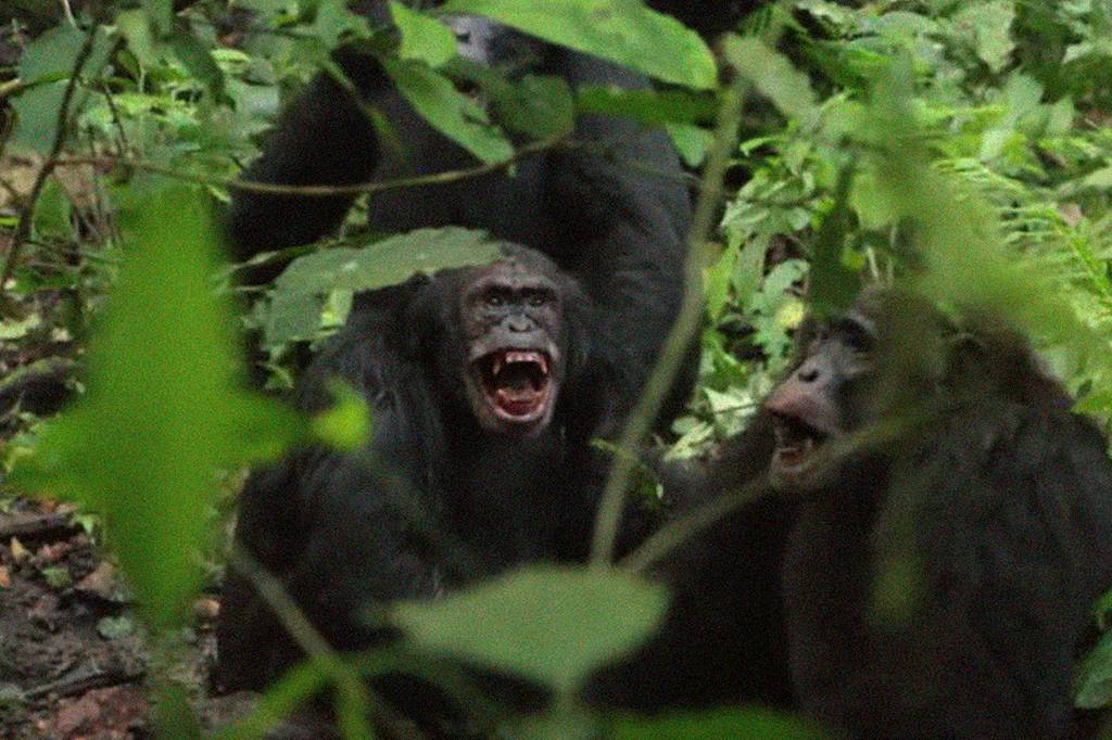 Chimpanzés da Uganda travam “guerra civil” sangrenta – e cientistas tentam entender por quê
