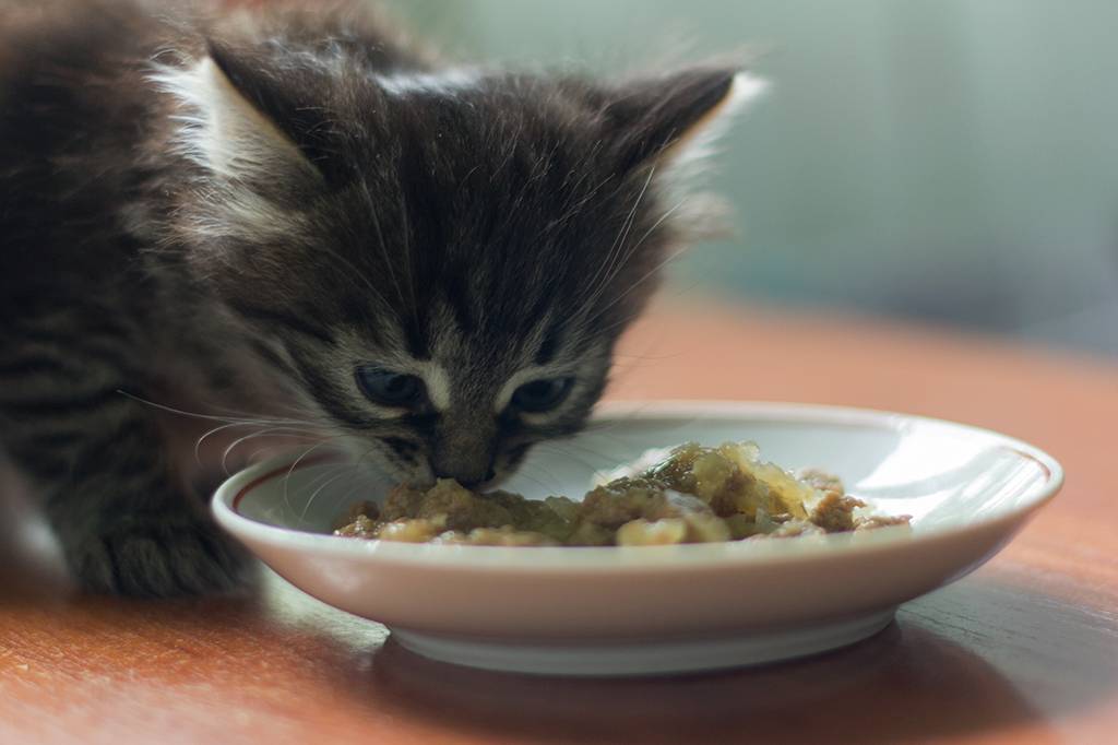 Por que gatos comem de pouquinho em pouquinho ao longo do dia?