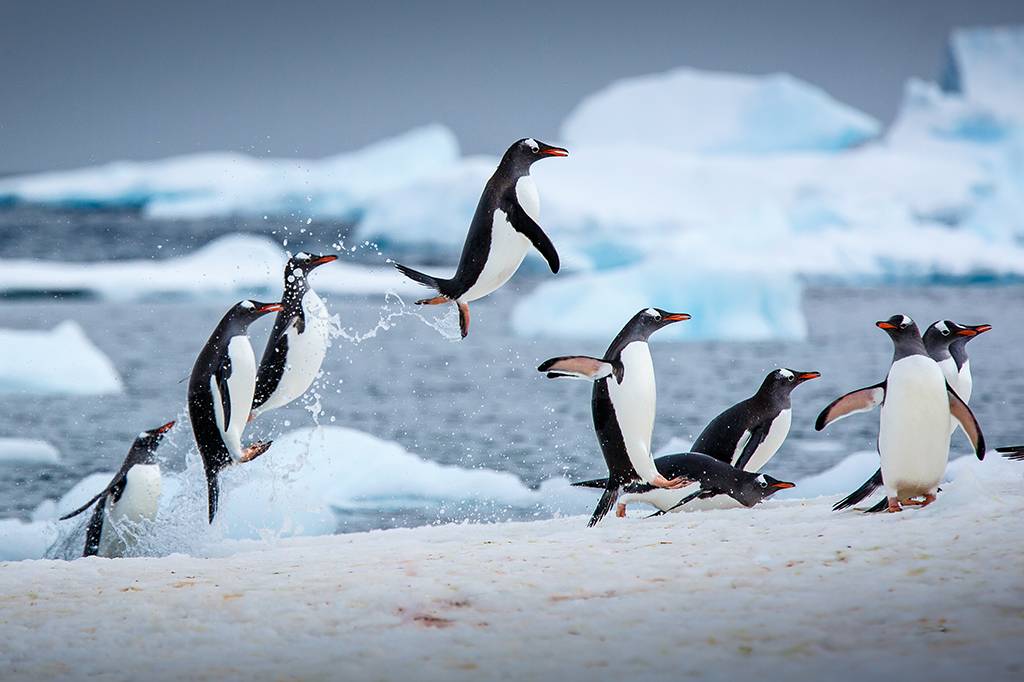Estudo com mais de 11 mil aves marinhas mapeia onde o mercúrio se concentra nos oceanos