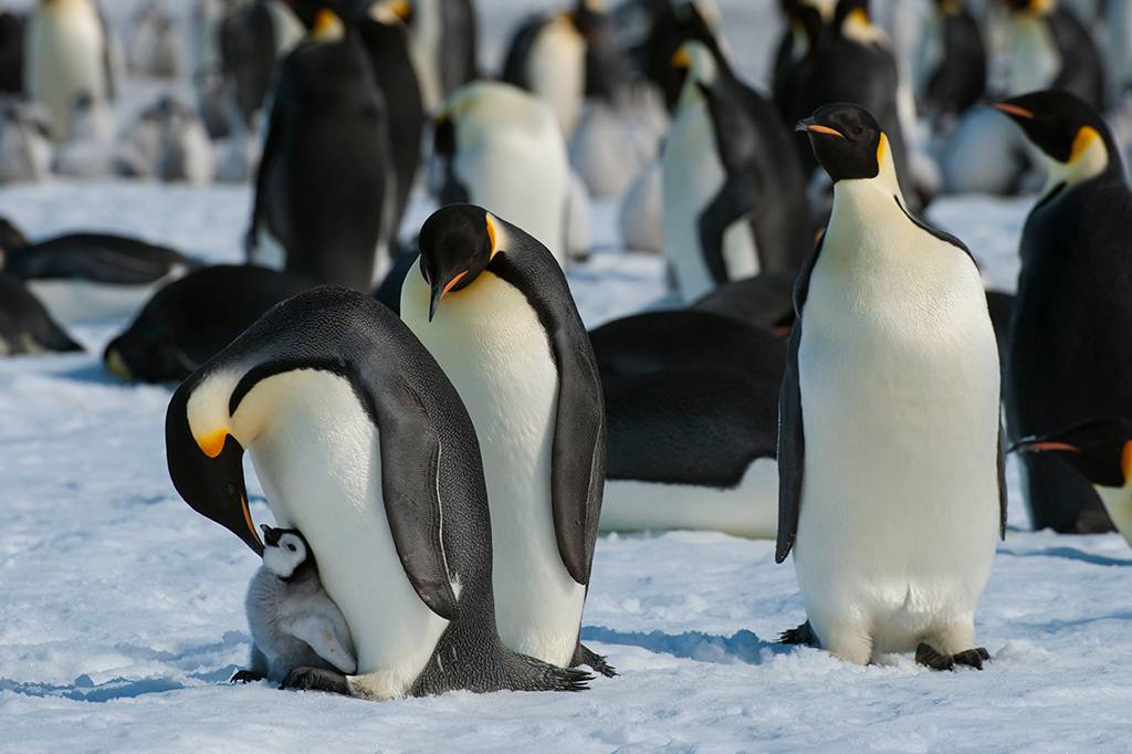 Pinguins-imperadores estão oficialmente ameaçados de extinção