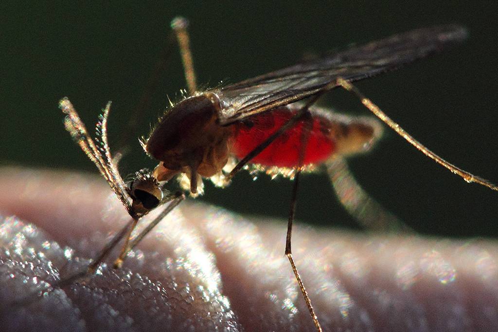 Mosquito transmissor da malária evolui e dribla resistência a inseticidas