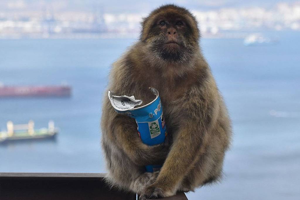 Esses macacos estão comendo terra para aliviar problemas causados pela comida de turistas