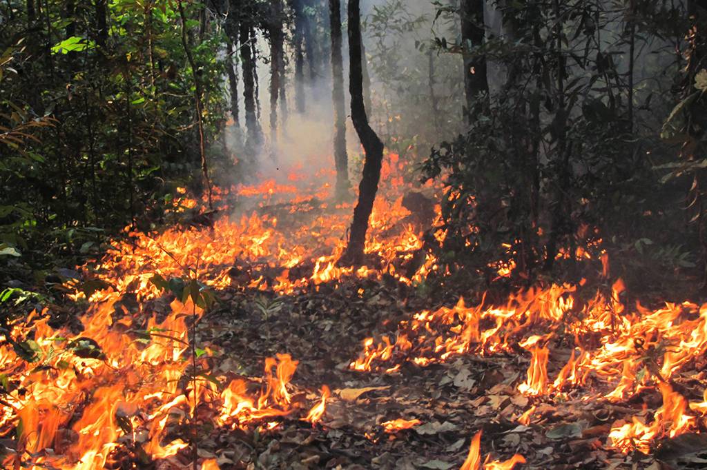 Incêndios na Amazônia podem não levar à savanização, mas empobrecem a floresta, indica estudo