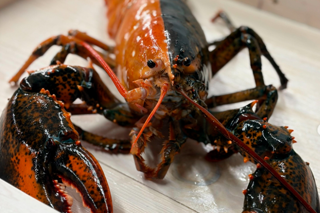 Fotografia de uma lagosta bicolor rara é vista na Wellfleet Shellfish Company, em Eastham, Massachusetts, em 17 de abril de 2026.