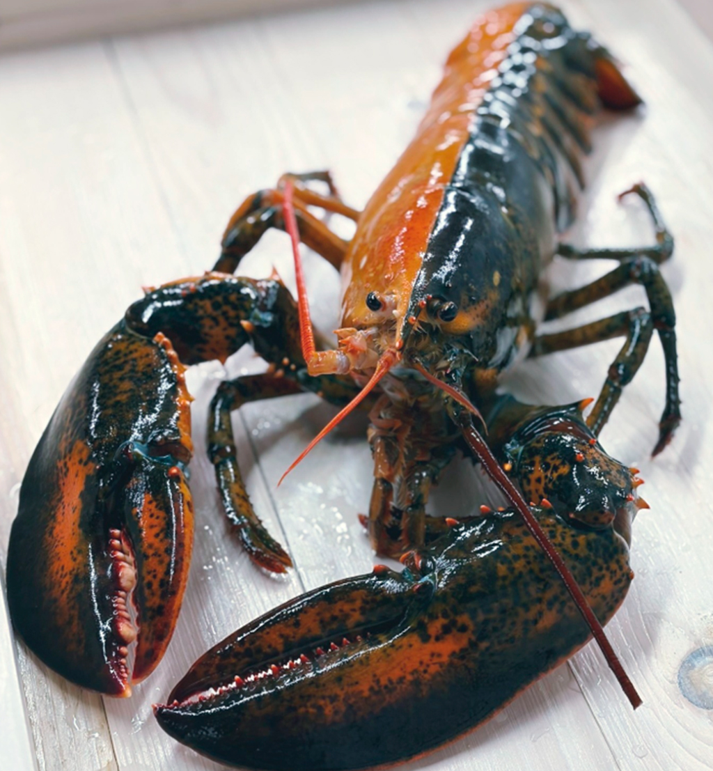 Fotografia de uma lagosta bicolor rara &eacute; vista na Wellfleet Shellfish Company, em Eastham, Massachusetts, em 17 de abril de 2026.