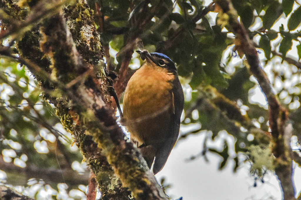 Fotografia do p&aacute;ssaro Blue-capped Ifrita Bird.