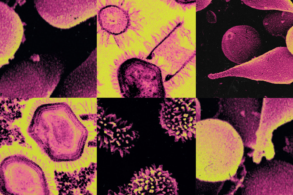 Colagem feita com imagens microscópicas de diversos tipos de vírus.