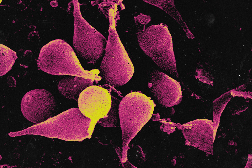Imagem microsc&oacute;pica do v&iacute;rus Naiavirus.