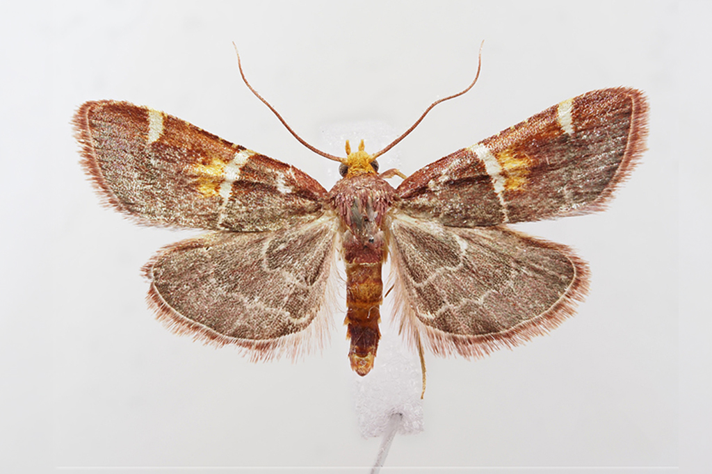Fotografia de mariposa.