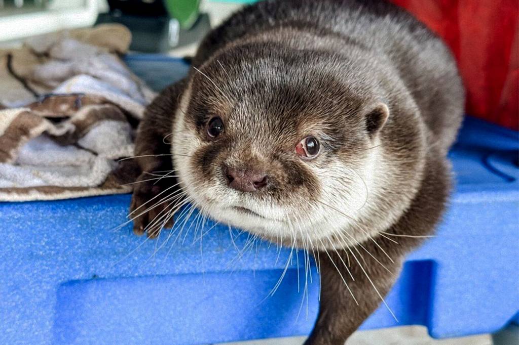 Conheça Splash, a lontra de resgate que ajuda em buscas debaixo d’água