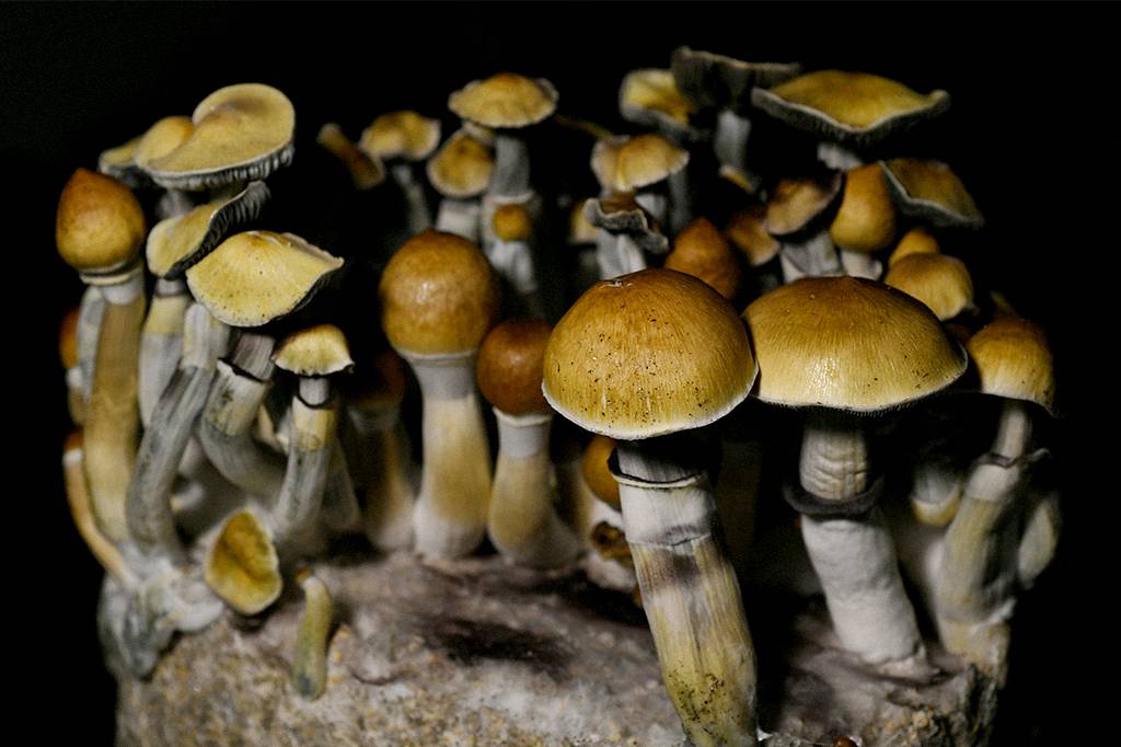 Uma única dose de “cogumelo mágico” pode alterar estrutura e atividade do cérebro, sugere estudo