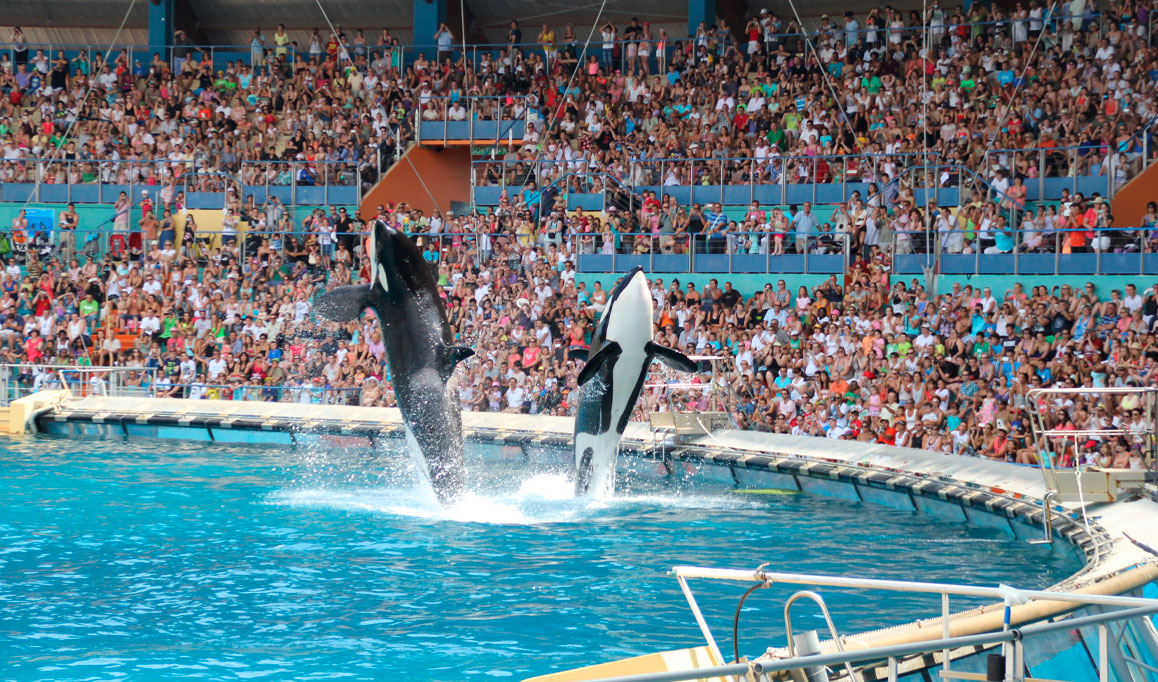 Após proibir shows com cetáceos, França busca destino para duas últimas orcas em cativeiro