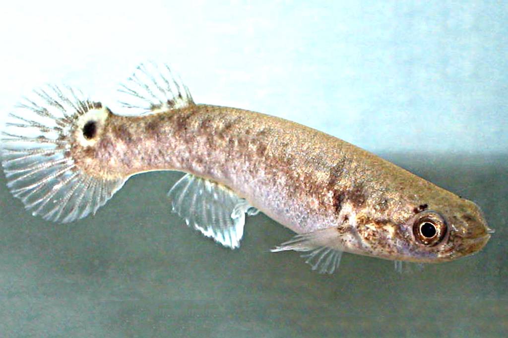 O que aconteceu com esses peixes depois de usarem cogumelos mágicos