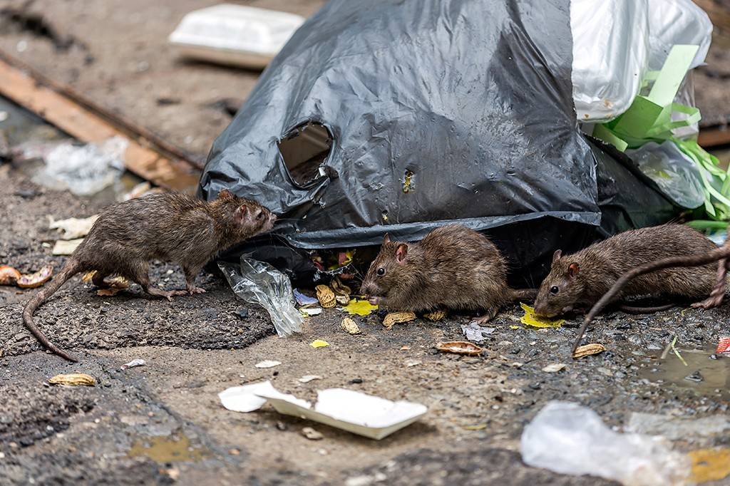 5 zoonoses transmitidas por ratos – e como evitá-las
