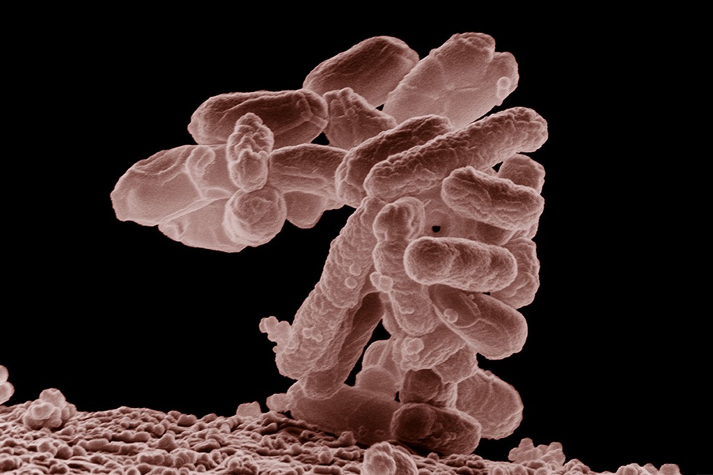 Toda a vida usa 20 aminoácidos. Cientistas fizeram essas bactérias funcionarem com 19.