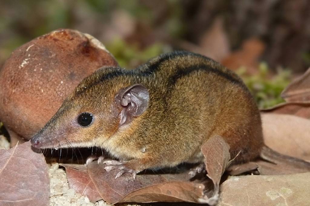 Marsupial que só existe no Rio de Janeiro é descoberto por alunas da UFRJ