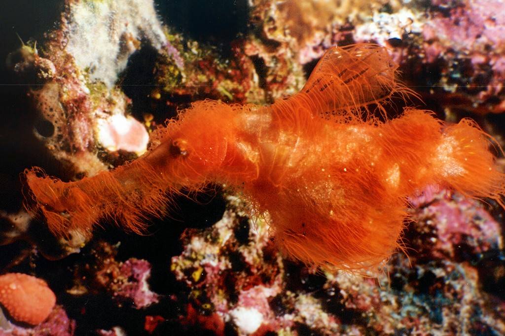 Nova espécie de peixe “peludo” ganha nome inspirado na Vila Sésamo
