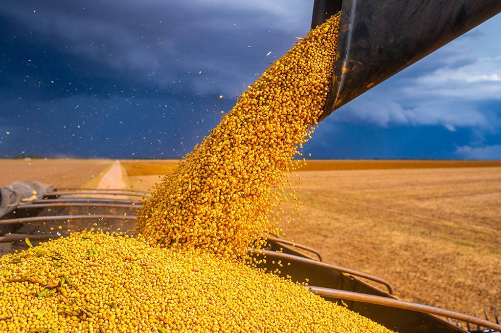 As mudanças climáticas comprometem a produtividade ou qualidade do grão de soja?