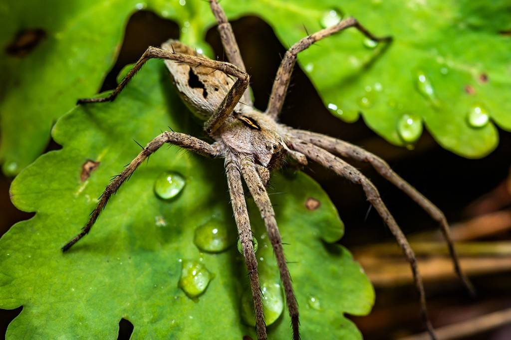 Boy lixo? Essa aranha dá presentes falsos para as fêmeas em troca de sexo