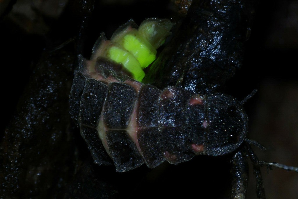 Larva de vaga-lume preta com segmentos corporais vis&iacute;veis, emitindo luz verde brilhante da parte superior do corpo, em ambiente escuro e &uacute;mido