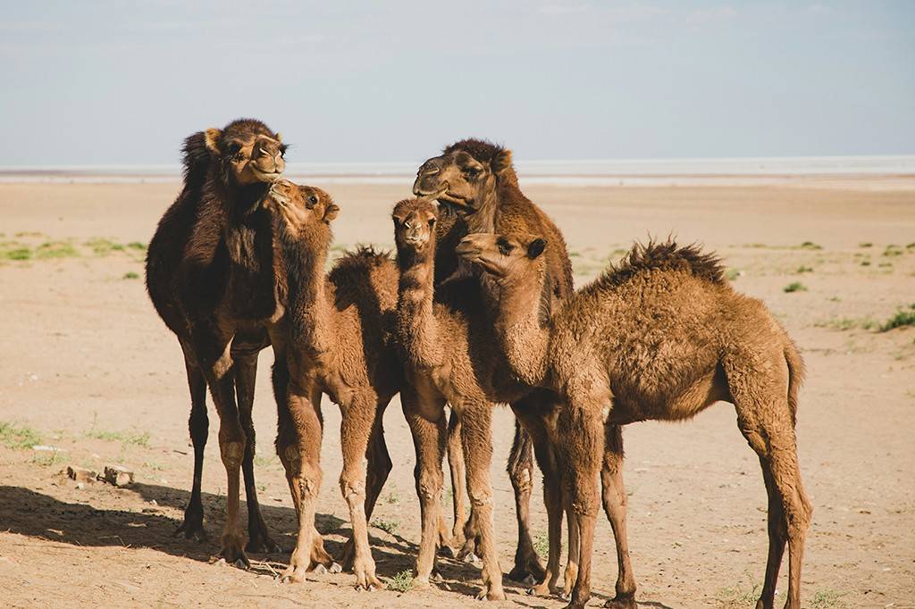 Arábia Saudita compra camelo? 5 países que importam coisas que ninguém imaginaria que precisam