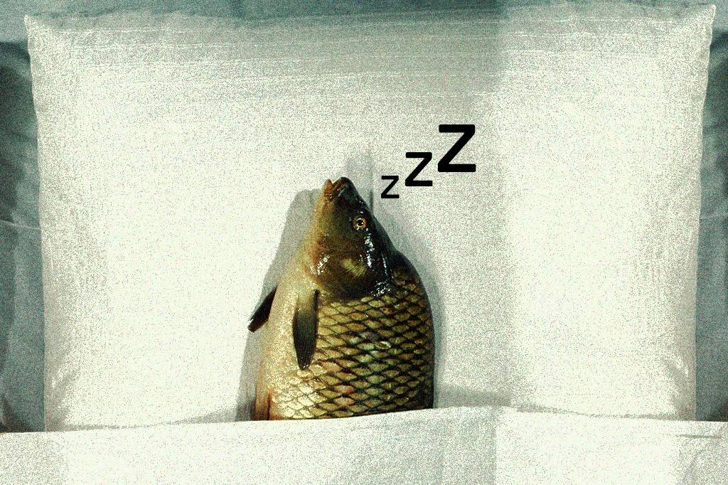Cientistas descobrem que peixes dormem como nós – e até tiram cochilos