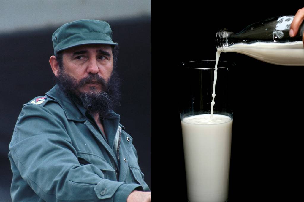 A saga de Fidel Castro para criar uma supervaca leiteira