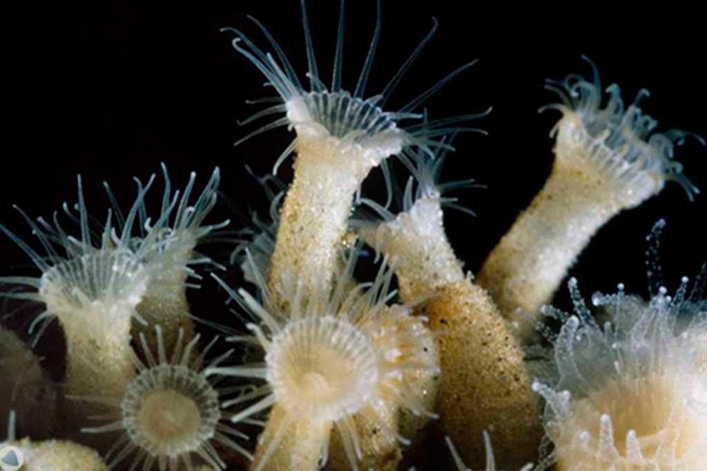 Agrupamento de an&ecirc;monas-do-mar ou p&oacute;lipos de coral, com corpos tubulares esbranqui&ccedil;ados e transl&uacute;cidos, cobertos por pequenas part&iacute;culas, e tent&aacute;culos finos e transparentes que se estendem para fora, contra um fundo escuro
