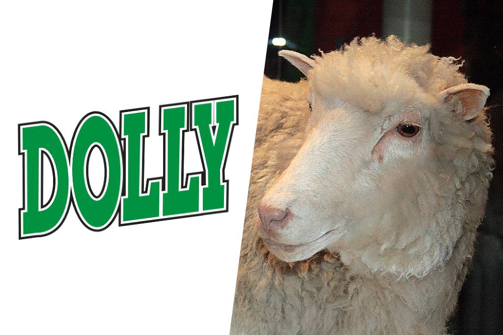 Conexões: do refrigerante Dolly à ovelha Dolly